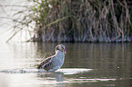 greylag goose