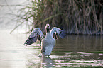 greylag goose