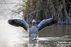 greylag goose