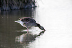 greylag goose