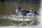 greylag goose