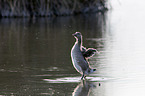greylag goose