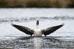 greylag goose