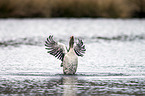 greylag goose