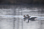 greylag geese