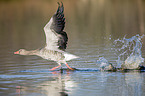 greylag goose