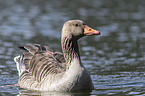 greylag goose