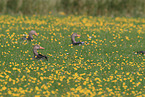 greylag geese