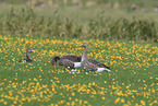 greylag geese