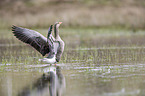 greylag goose