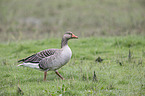 greylag goose