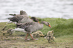 greylag geese