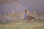 greylag goose