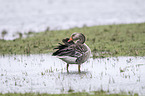 greylag goose