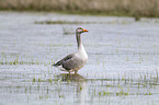 greylag goose