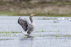 greylag goose