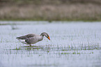 greylag goose