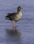 greylag goose
