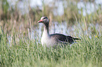 Greylag Goose