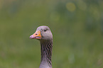 Greylag Goose portrait