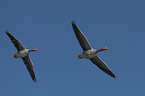 flying Greylag Geese