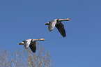 flying Greylag Geese