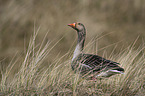 standing Greylag Goose