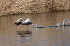 greylag goose
