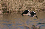 greylag goose