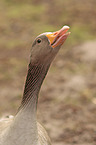 Greylag Goose portrait