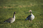 greylag geese