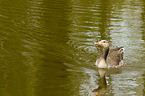 greylag goose