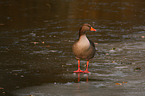 greylag goose