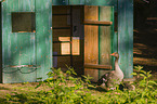 greylag goose
