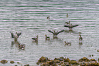 greylag geese