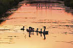 Grey geese in backlight