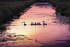 Grey geese in backlight
