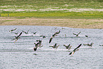 Greylag Goose