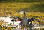 Grey geese in water