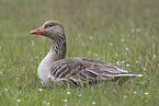 Gray Goose