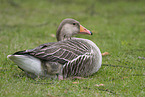 Gray Goose