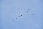 greylag geese