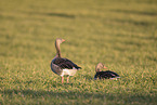 greylag geese