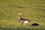 greylag geese