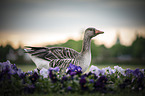 greylag goose