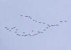 greylag geese