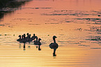 greylag geese