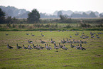 greylag geese