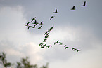 greylag geese