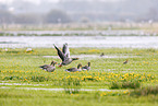 greylag geese